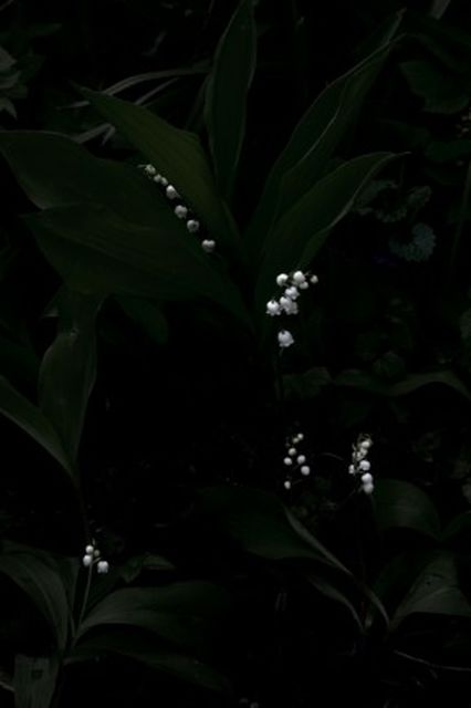 Elspeth Diederix, C-Print Ed.5, Lily of the Valley, 2014