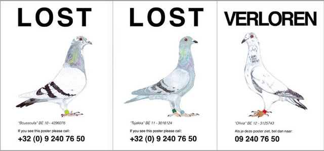 Pilvi Takala, Posters and 5 minutes sound, Lost Pigeons (Detail), 2012