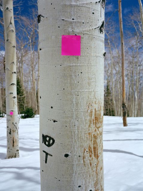 Elspeth Diederix, C-Print Ed.5, Utah (Post-it), 2001