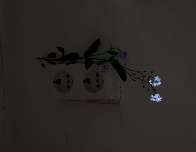 Elspeth Diederix, C-Print Ed.5, Forget Me Not, 2012