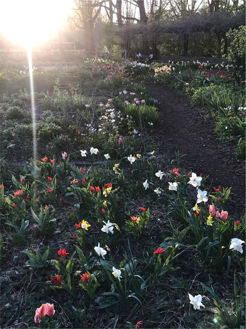 The choices of Elspeth Diederix, My outdoor studio; The Miracle Garden in Erasmuspark, Amsterdam., - My home/studio -, 