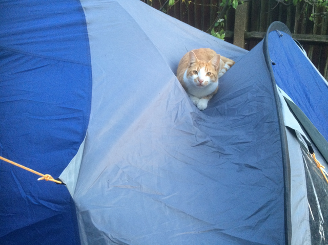 Saskia Olde Wolbers recommends,  , We tried camping in the garden but the cat destroyed the tent on our second night out., 
