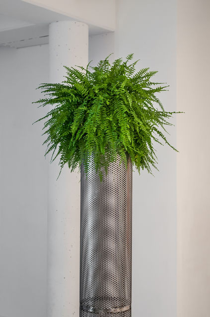 Daniel Van Straalen, Stainless steel, fern, marble, Hairdo 4, 2015
