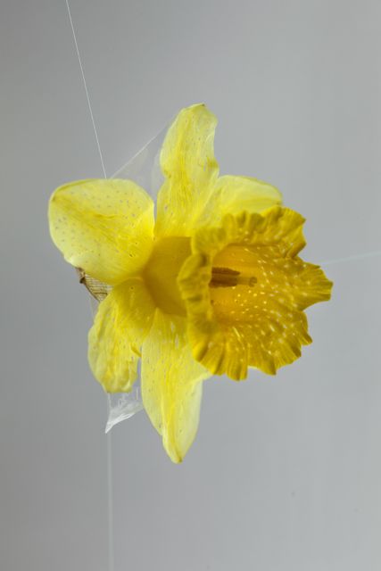 Elspeth Diederix, C-print Ed. 5, Daffodil, 2022