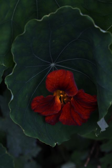 Elspeth Diederix, C-print. Ed. 5, Sea Of Nasturtiums Dark Flower, 2022