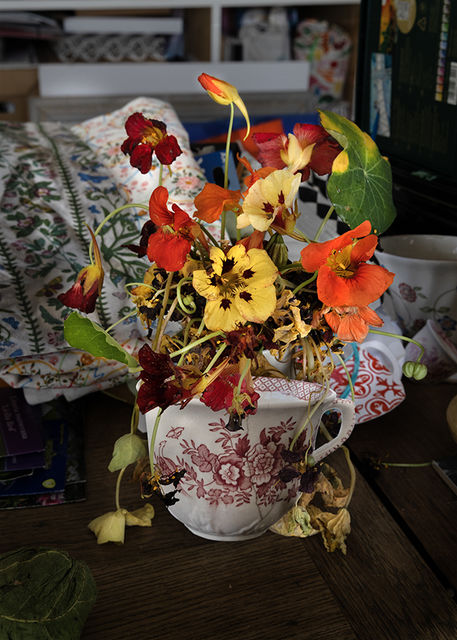 Elspeth Diederix, Fine Art Print, Framed, Cup Nasturtium, 2025